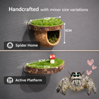 Jumping Spider Feeding&Hideout