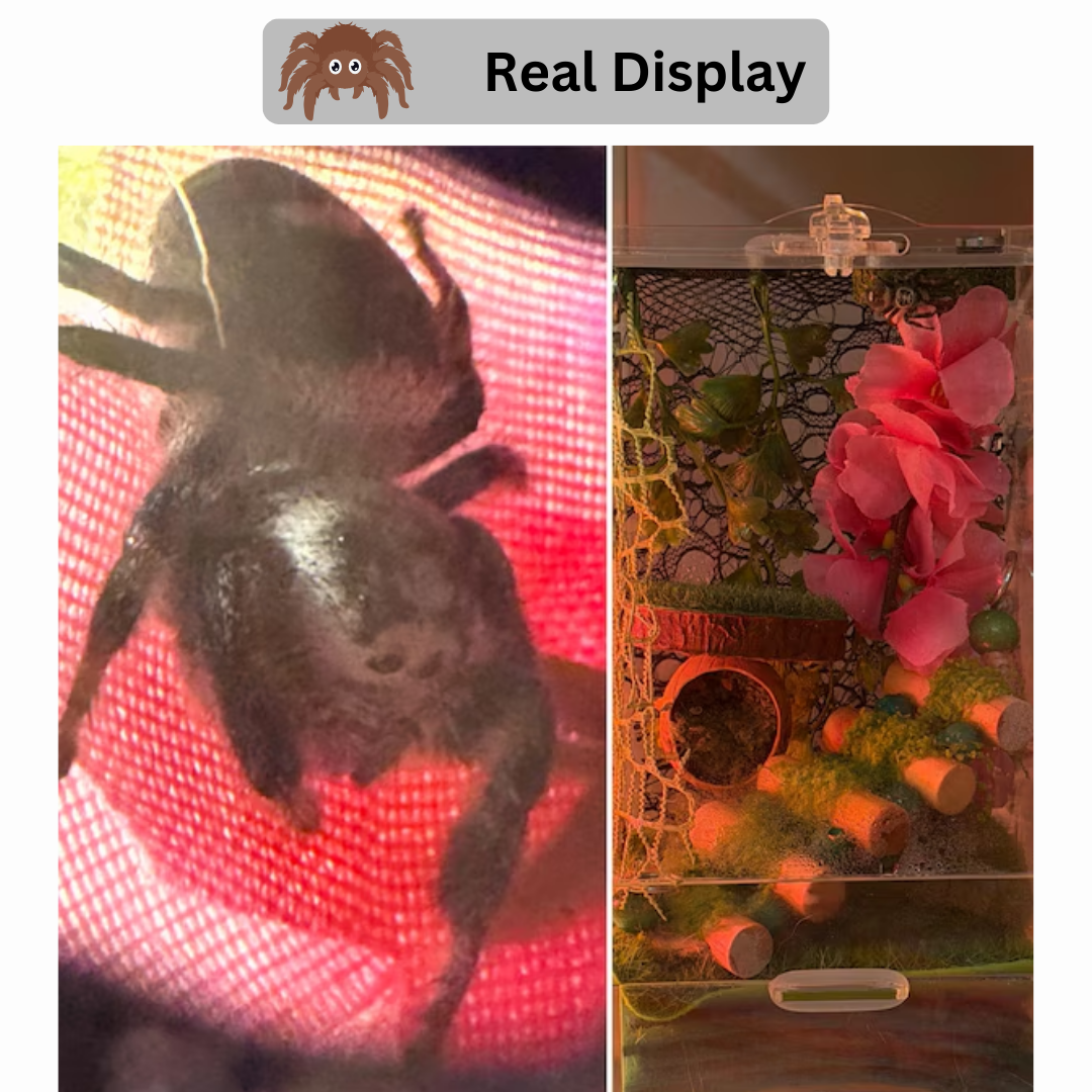 Hanging Flower Hide for Jumping Spiders