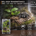 Regular Jumping Spider Enclosure