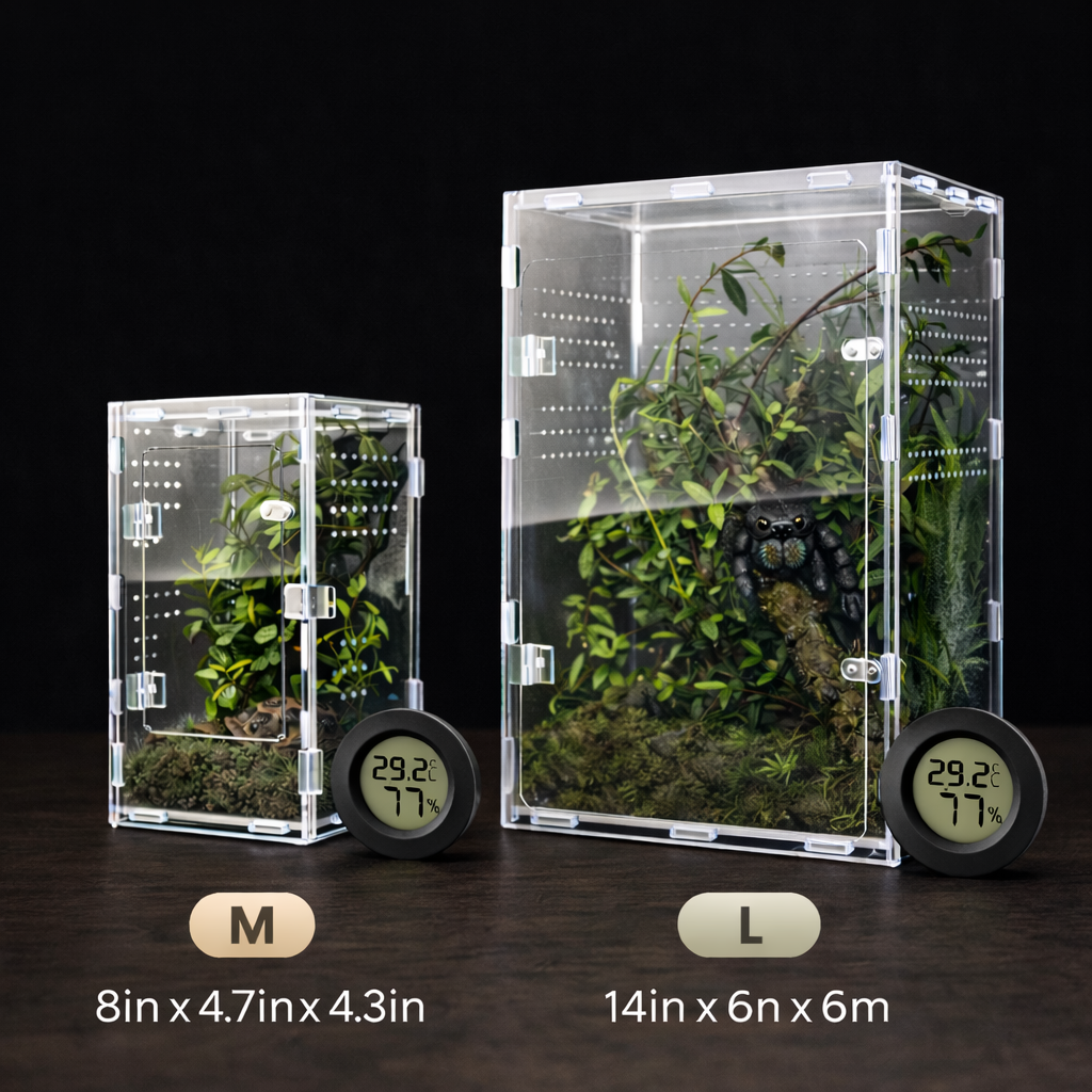Regular Jumping Spider Enclosure