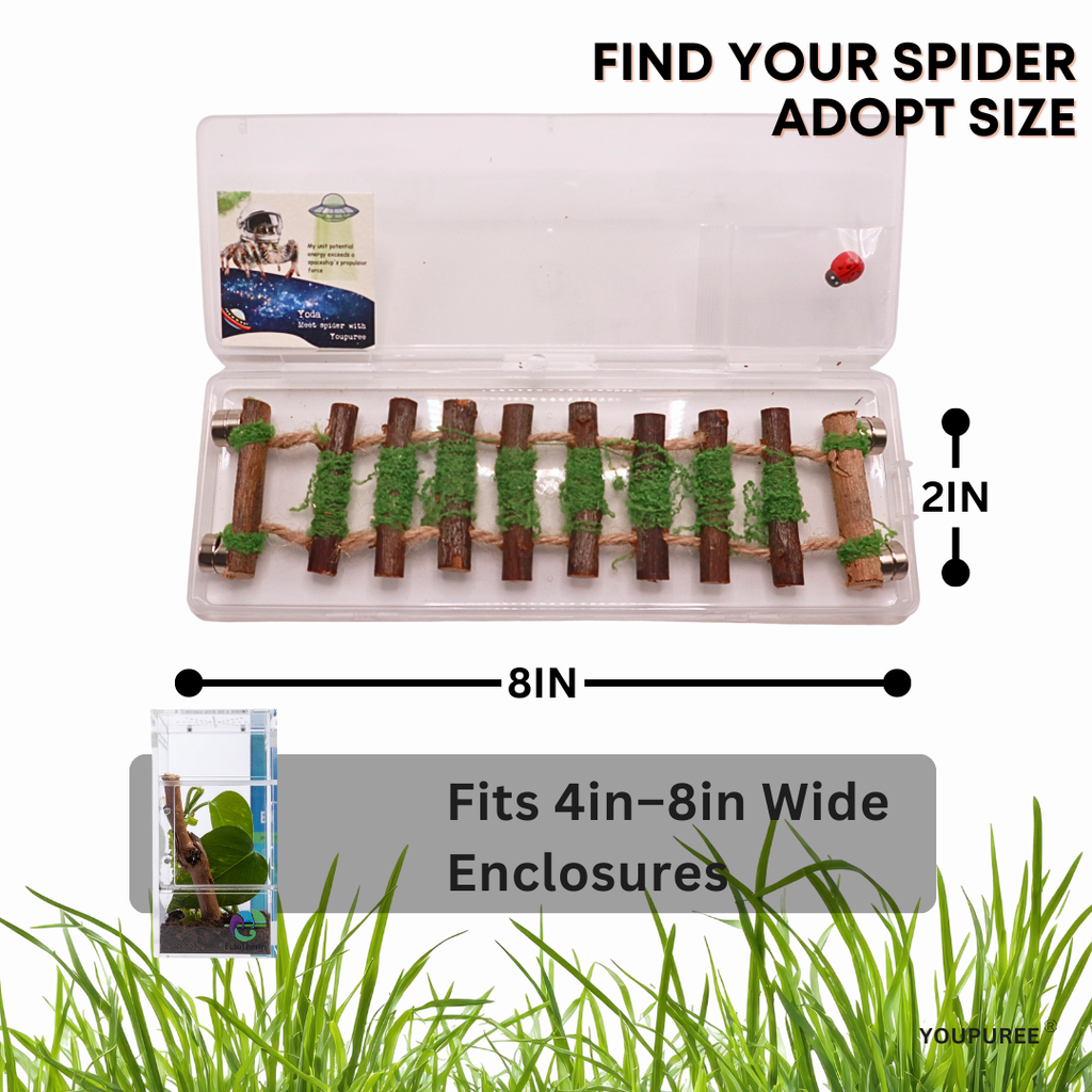 Natural Wooden Climbing Bridge for Jumping Spiders