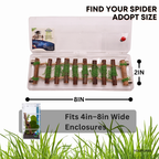 Natural Wooden Climbing Bridge for Jumping Spiders