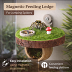 Jumping Spider Feeding&Hideout