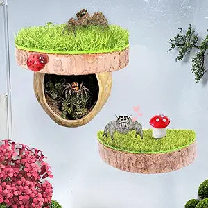 Jumping Spider Feeding&Hideout