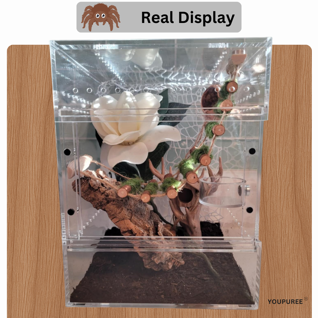 Natural Wooden Climbing Bridge for Jumping Spiders
