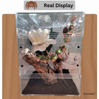 Natural Wooden Climbing Bridge for Jumping Spiders