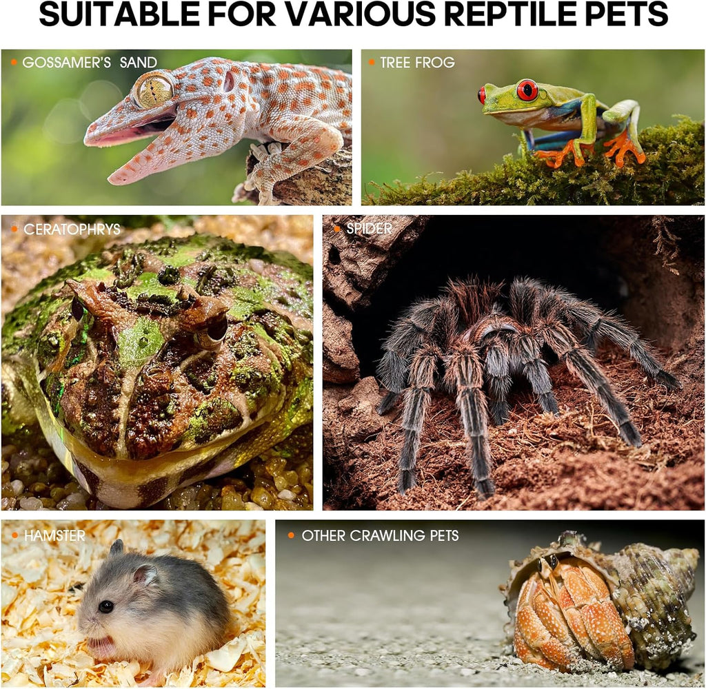 Regular Jumping Spider Enclosure