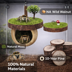 Jumping Spider Feeding&Hideout